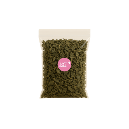 Black Nettle Herbal Infusion